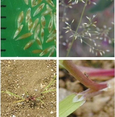 Creeping bent at four growth stages